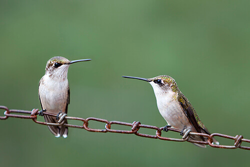 hummingbirds fantastic fliers