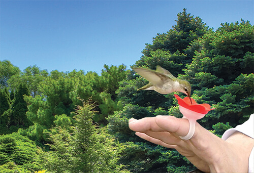 handing feeding hummingbirds with hummer ring